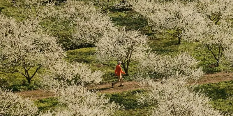 Mùa xuân hoa mận Sapa bung nở trắng trời Tây Bắc
