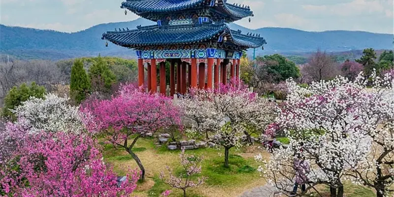 Ngắm mùa xuân hoa mận Trung Quốc đẹp như tranh vẽ