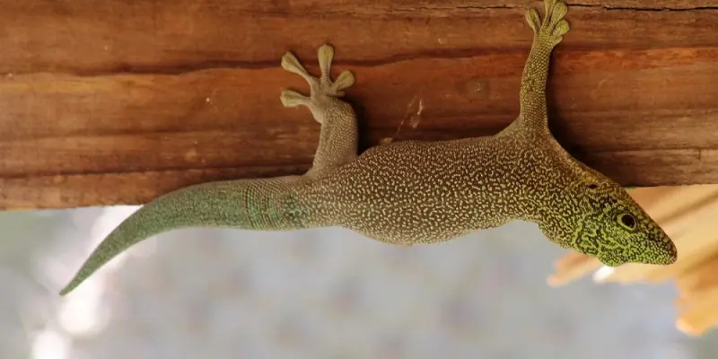 Vì sao tắc kè có thể bám tường và bí ẩn sinh học độc đáo