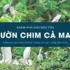 Sân chim Cà Mau - Hệ sinh thái chim độc đáo miền Tây