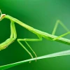 Bọ ngựa ăn gì? Khám phá thế giới ẩm thực và tập tính săn mồi độc đáo