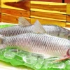 Cá Trắm Cỏ: Khám Phá Đặc Điểm, Giá Trị Dinh Dưỡng và Bí Quyết Nuôi