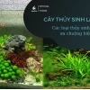 Cây Thủy Sinh: Hướng Dẫn Chi Tiết Từ A-Z Cho Người Mới Bắt Đầu 2026