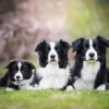 Chó Border Collie Giá Bao Nhiêu? Hướng Dẫn Nuôi Và Chăm Sóc Toàn Diện