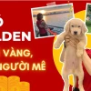 Chó Golden Giá Bao Nhiêu? Cập Nhật Bảng Giá Mới Nhất 2026