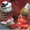 Chuột Lang Guinea Pig: Nuôi Dưỡng Đúng Cách Cho Bé Khỏe Mạnh Toàn Diện