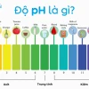 Độ pH là gì? Hiểu rõ ý nghĩa và cách duy trì cân bằng pH cho cơ thể