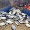 Gà Rutin Siêu Nhỏ: Khám phá thế giới độc đáo của giống gà cảnh dễ thương
