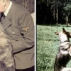 Giải mã hiện tượng "mèo Hitler": Sự thật đằng sau bộ ria mép đặc biệt