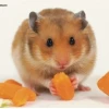Hamster Bear Gấu: Người Bạn Nhỏ Đáng Yêu Cho Mọi Gia Đình