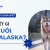 Khám Phá Chó Alaska Nhỏ: Đặc Điểm, Cách Nuôi và Giá Cả Chi Tiết