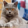 Khám Phá Giống Mèo British Shorthair: Đặc Điểm và Cách Chăm Sóc Toàn Diện