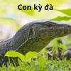 Khám phá kỳ đà, loài bò sát khổng lồ độc đáo của Việt Nam