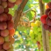 Khám phá Nho Ninh Thuận: Hương vị đặc trưng và địa chỉ mua sắm uy tín năm 2026