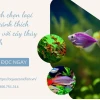 Khám phá thế giới cá thủy sinh: Chọn lựa và chăm sóc cho bể cá của bạn