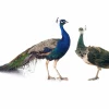 Khám phá thế giới diệu kỳ của chim công