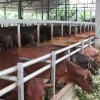 Khám phá thế giới trâu bò: Nuôi dưỡng, đặc điểm và vai trò trong nông nghiệp