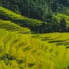 Khám phá vẻ đẹp ruộng bậc thang Việt Nam - Di sản văn hóa