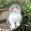 Mèo tai cụp Scottish Fold: Nguồn gốc, đặc điểm và cách chăm sóc chi tiết
