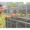 Nuôi rồng tại TPHCM: Thú chơi đắt đỏ và những vấn đề pháp lý