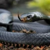 Rắn Mamba Đen: Khám phá Loài Rắn Độc Dài Nhất Châu Phi