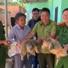 Rùa cá sấu: Đặc điểm, cách nuôi và lưu ý khi sở hữu