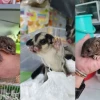 Sóc Đất Ăn Gì và Nên Tránh Ăn Gì Để Tối Ưu Sức Khỏe