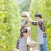 Vườn tiêu Phú Quốc điểm đến không thể bỏ lỡ