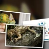 Comprehensive Guide to a Holistic Approach to Reptile Health and Wellness