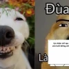 100+ Meme Cuộc Sống Hài Hước Ý Nghĩa: Tiếng Cười Giải Tỏa Áp Lực?