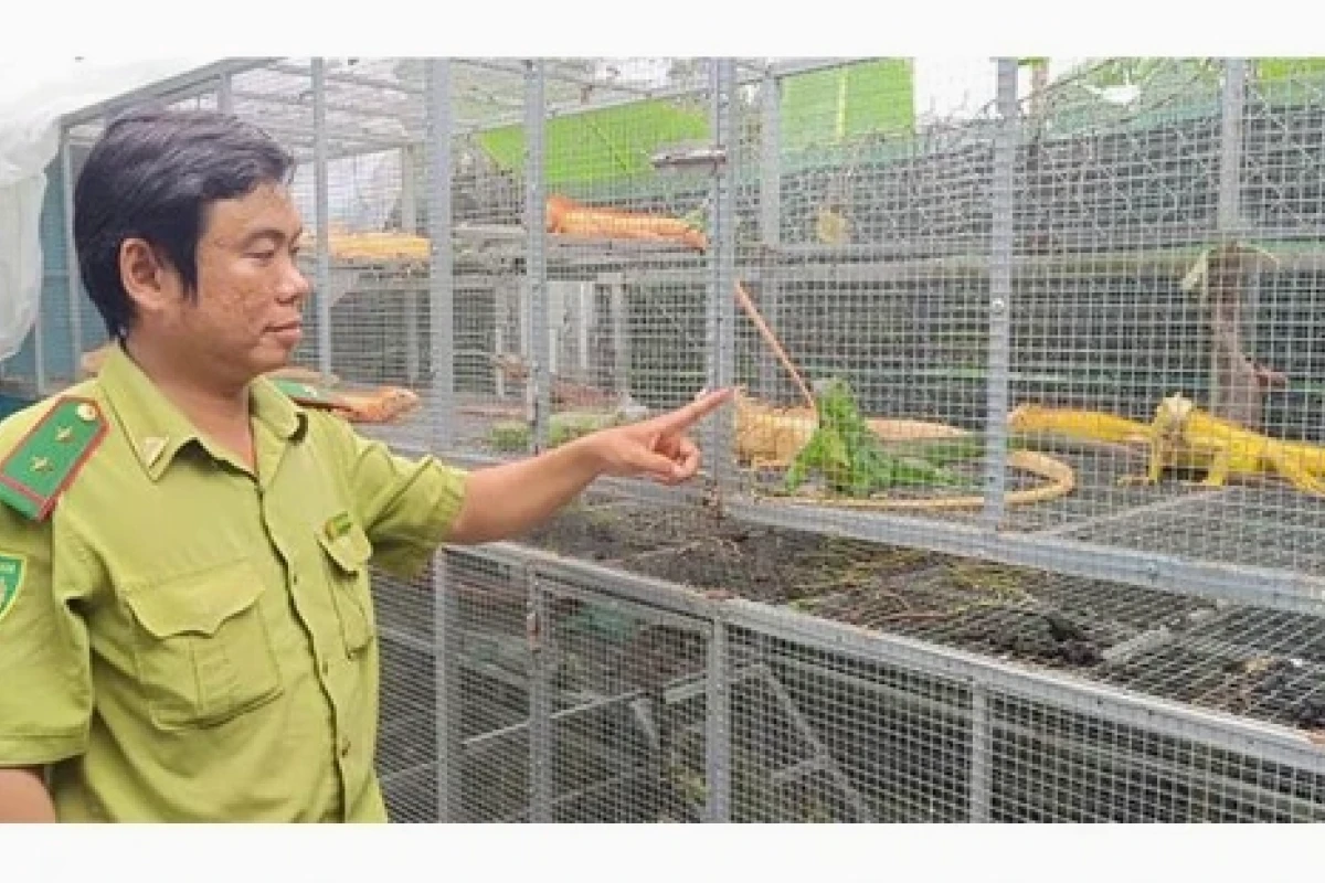 Nuôi rồng tại TPHCM: Thú chơi đắt đỏ và những vấn đề pháp lý