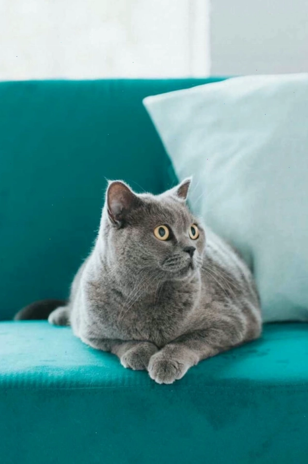 12 Cách làm sạch lông thú cưng trên ghế sofa hiệu quả nhất