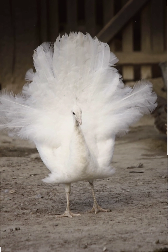 Albino, Chim con công, lông vũ, chăn nuôi gia cầm, con chim, thiên nhiên, động vật hoang dã, động vật, ngoài trời, chân dung