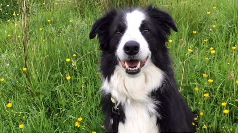 Bảng giá chó Border Collie cập nhật
