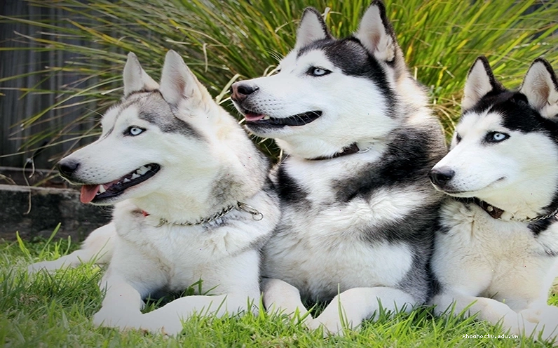 Bảng giá tham khảo chó Husky tại Việt Nam năm 2026