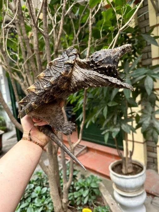 Bể nuôi rùa cá sấu cần rộng rãi và có hệ thống lọc nước tốt