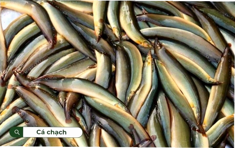 Cá chạch có hàm lượng dinh dưỡng cao và rất ít chất béo