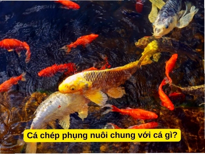 Cá chép phụng có thể nuôi chung với các loại cá hiền lành khác