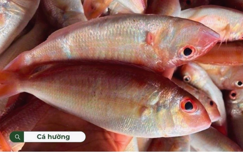 Cá hường khá phổ biến tại vùng Đồng bằng sông Cửu Long