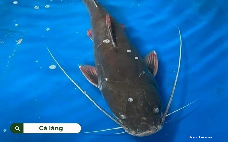 Cá lăng có thể sống ở cả vùng nước ngọt và nước lợ