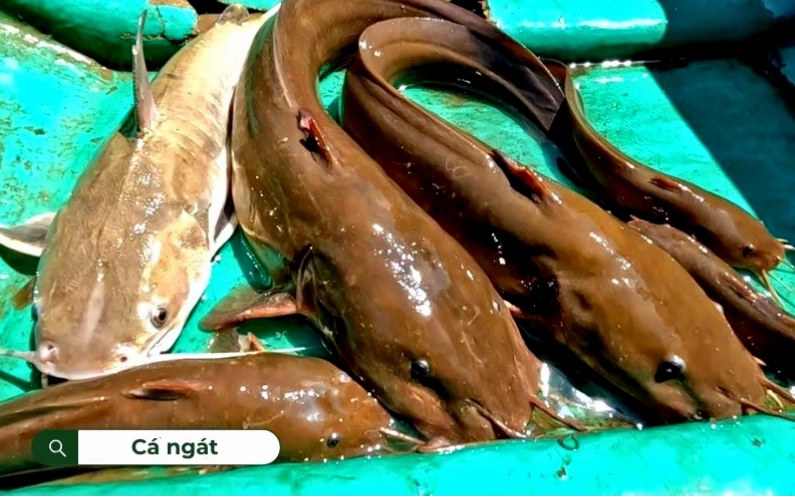 Cá ngát có hình dáng khá tương đồng với cá trê