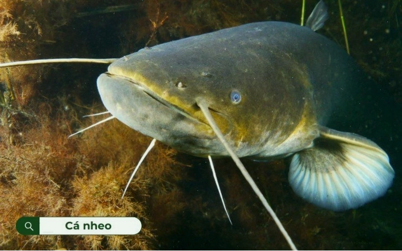 Cá nheo thuộc cá da trơn với đặc điểm không vảy