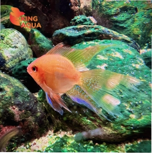 Cá phượng hoàng Balloon Ram