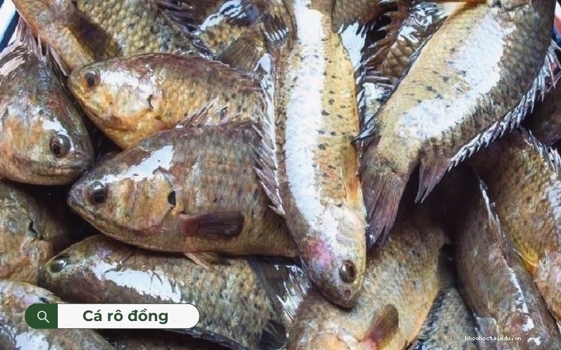 Cá rô đồng ăn tạp cả thực vật và động vật