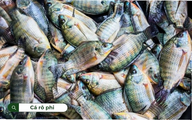 Cá rô phi được nuôi khá phổ biến tại Việt Nam
