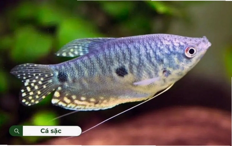 Cá sặc có kích thước nhỏ với những sọc nổi bật
