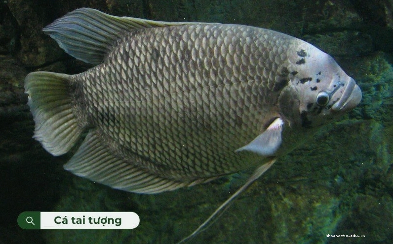 Cá tai tượng là một trong những loài cá nước ngọt có kích thước lớn