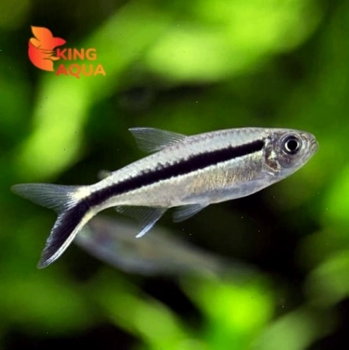 Cá thuỷ sinh Cá chim cánh cụt nhiều màu sắc