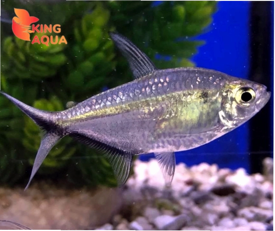 Cá thuỷ sinh Cắt kéo