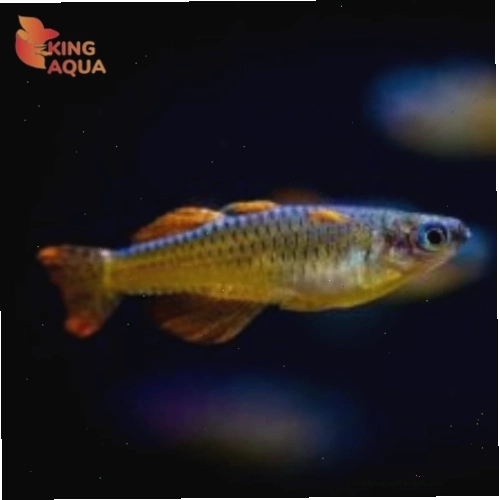 Cá thuỷ sinh Cầu vồng Red Neon